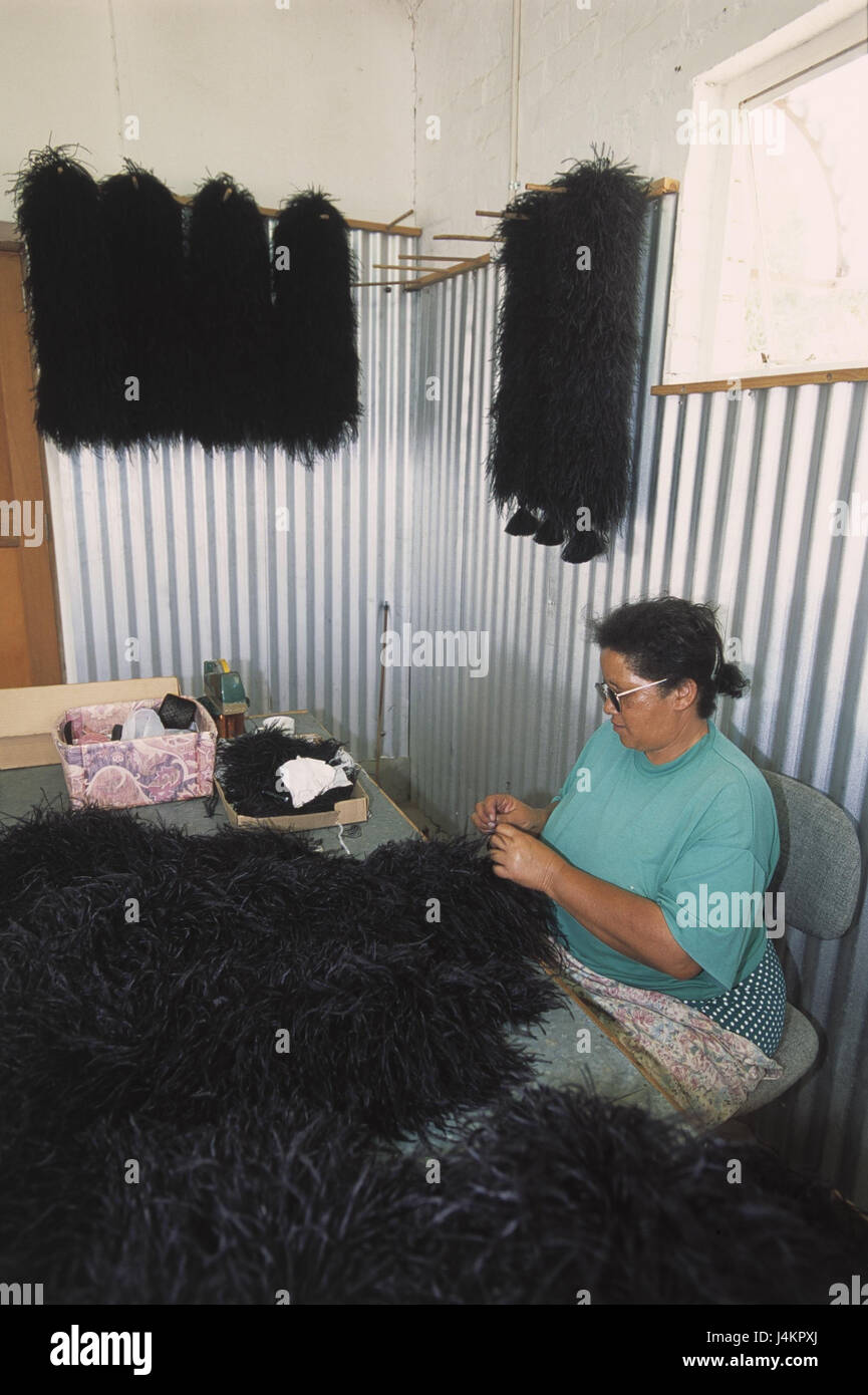 South Africa, western cape, small Karoo, Oudtshoorn, high gates Ostrich farm, woman, feathers, sort, no model release RSA, Africa, South Africa, province west cape, west cape country, Karru, Straußenfarm, ostrich feathers, farm, Vogel's breeding, economy, processing, assortment, production, feather duster, Federboas Stock Photo