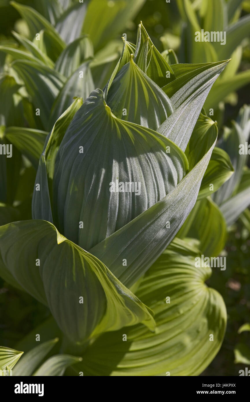 American Nieswurz, Veratrum viride nature, vegetation, botany, plants, plant, 'Falsche Nieswurz', lily plant, leaves, North America, the USA, the United States of America, Inside passage, Juneau, Mt of Robert, colour tuning, colour green Stock Photo