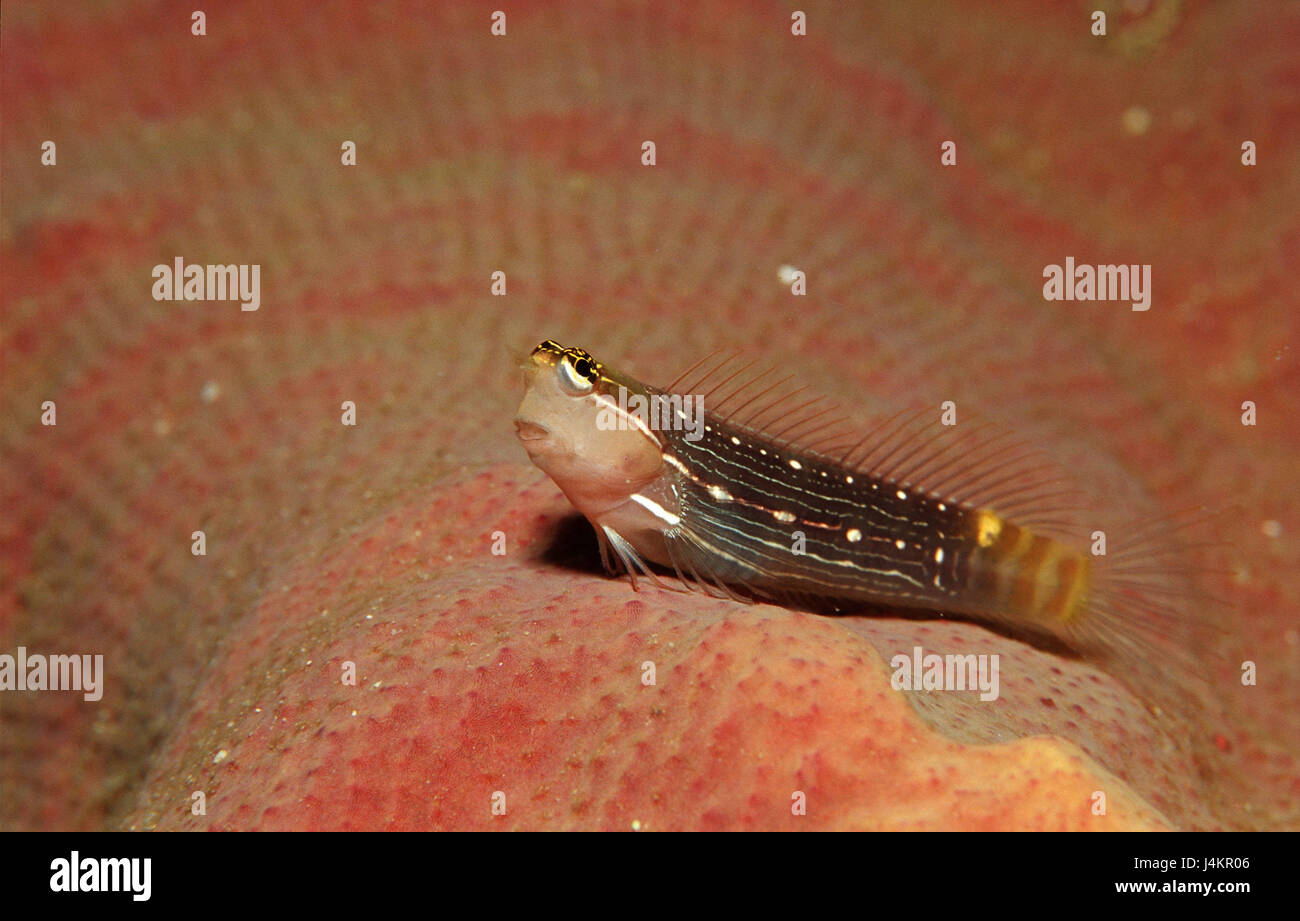 NadelstreifenKammzähner, Ecsenius pictus Stock Photo Alamy