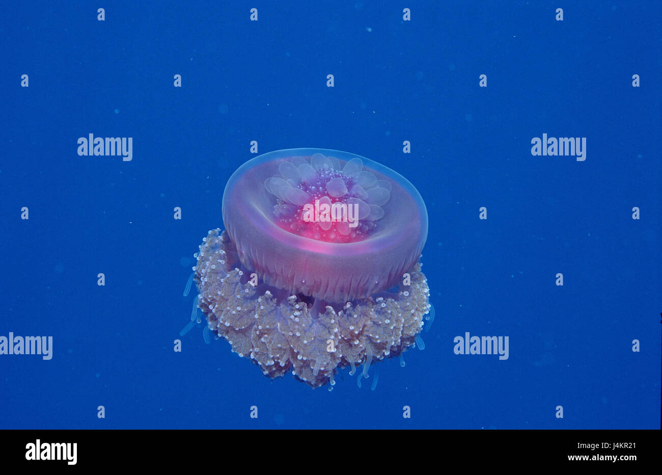Crown jellyfish, net rust granny setouchina Stock Photo
