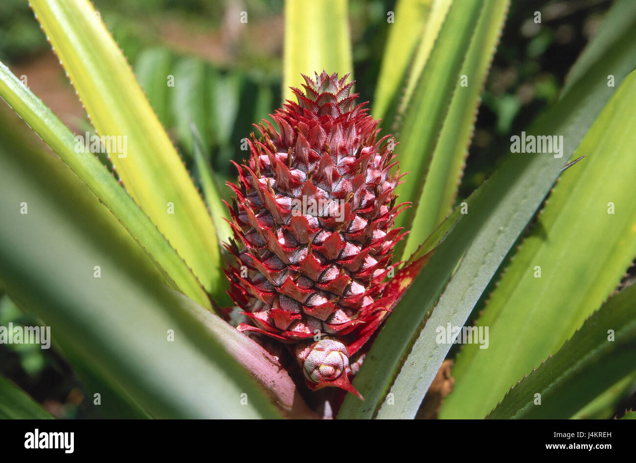 Rosette shrub, pineapple comosus Africa, the Comoro Archipelago, island