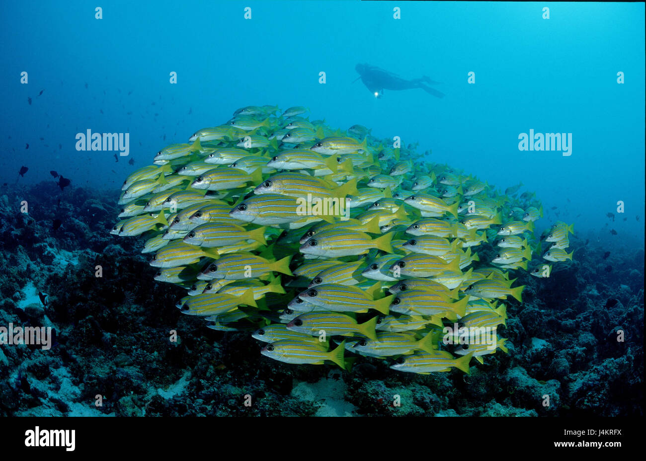 Fish dream, 5 film latch, Lutjanus quinquelineatus, diver Stock Photo