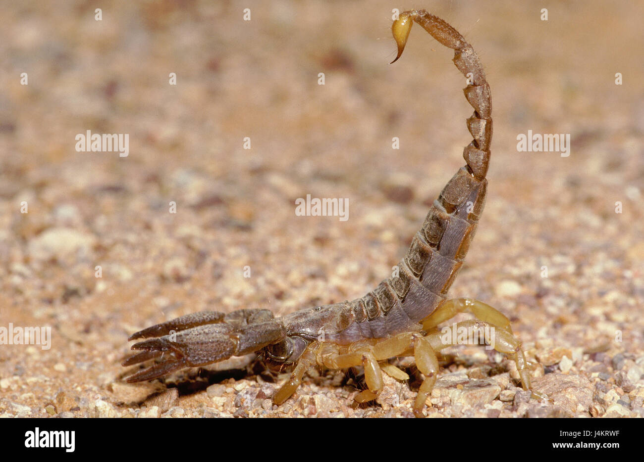 Scorpions scorpiones hires stock photography and images Alamy
