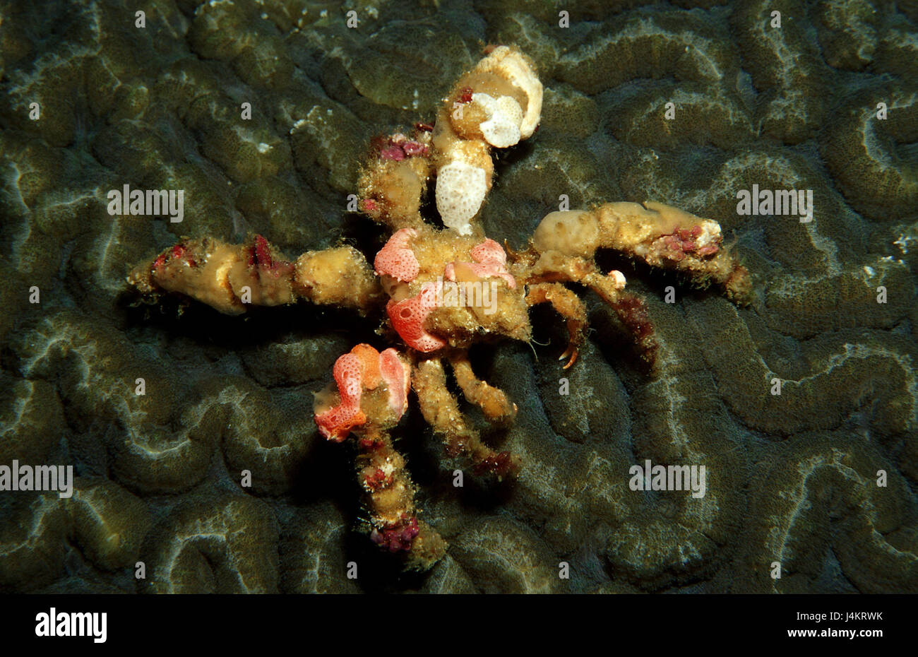 Spinning crab, Camposcia retusa Stock Photo