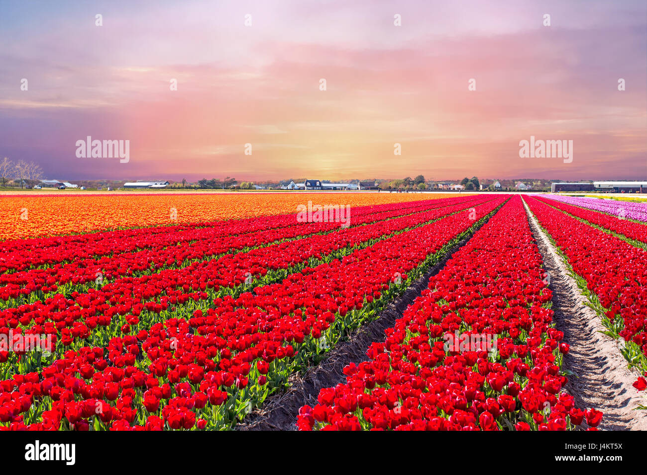 Blossoming tulip fields in a dutch landscape at sunset in the ...