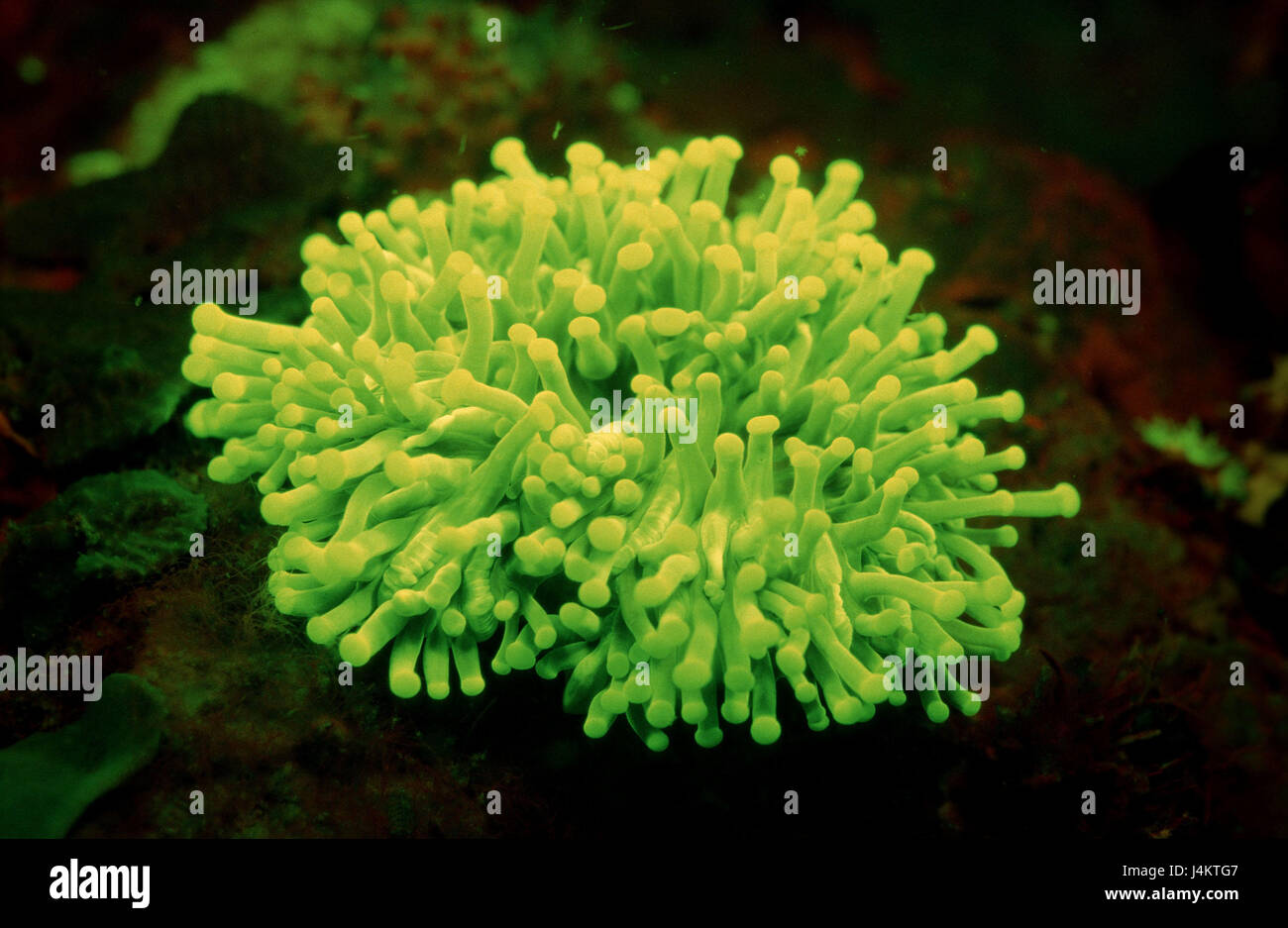 Fluorescent anemone, Heteractis sp., coral reef Stock Photo