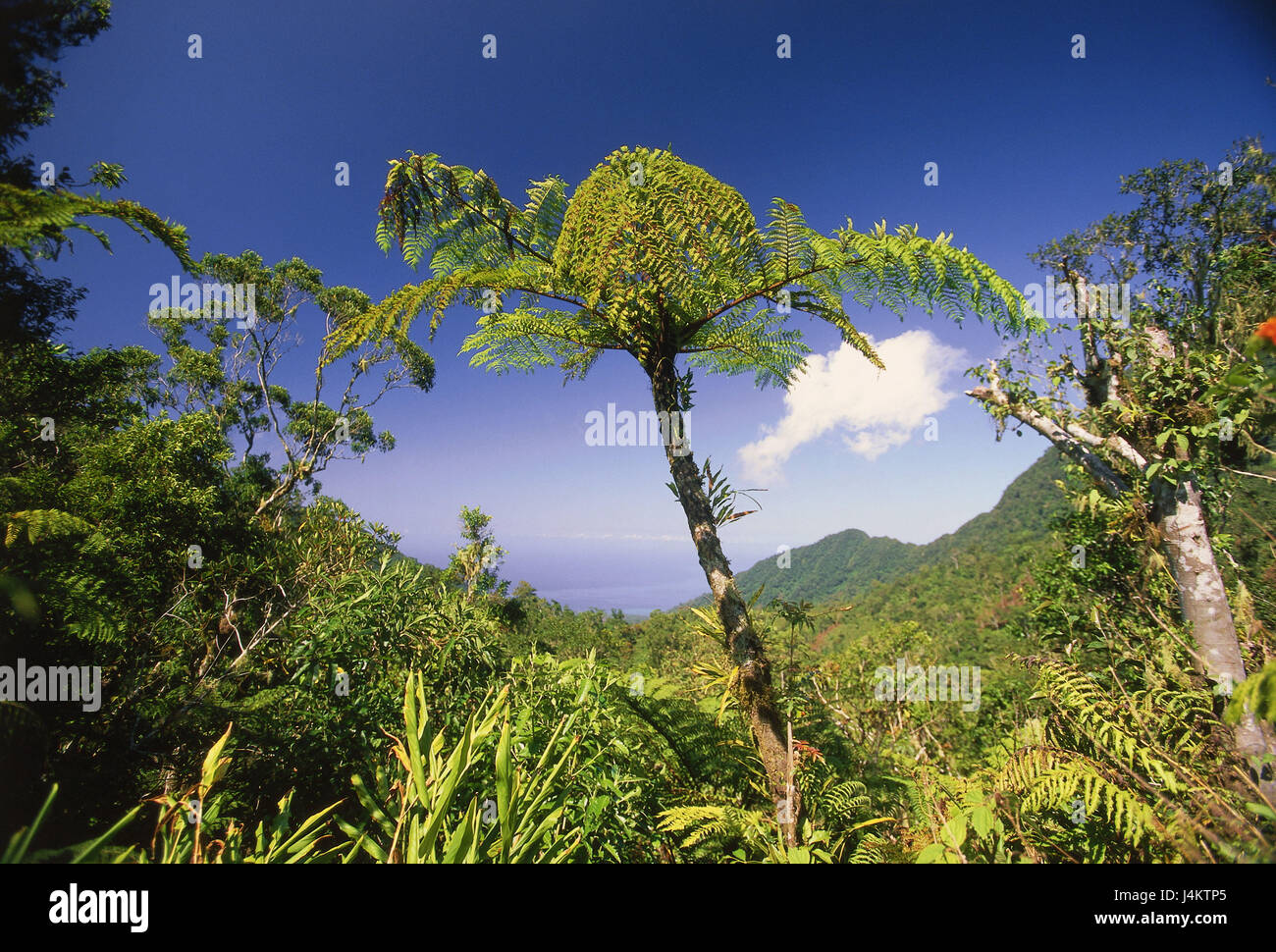 The Comoro Archipelago, island Anjouan, scenery, treefern, sea view Africa, island state, Nzwani, Indian ocean, sea, vegetation, botany, nature, tropical, excessively, green, heavenly, exotic, plants, plant world, flora, shrubs, trees, view Stock Photo