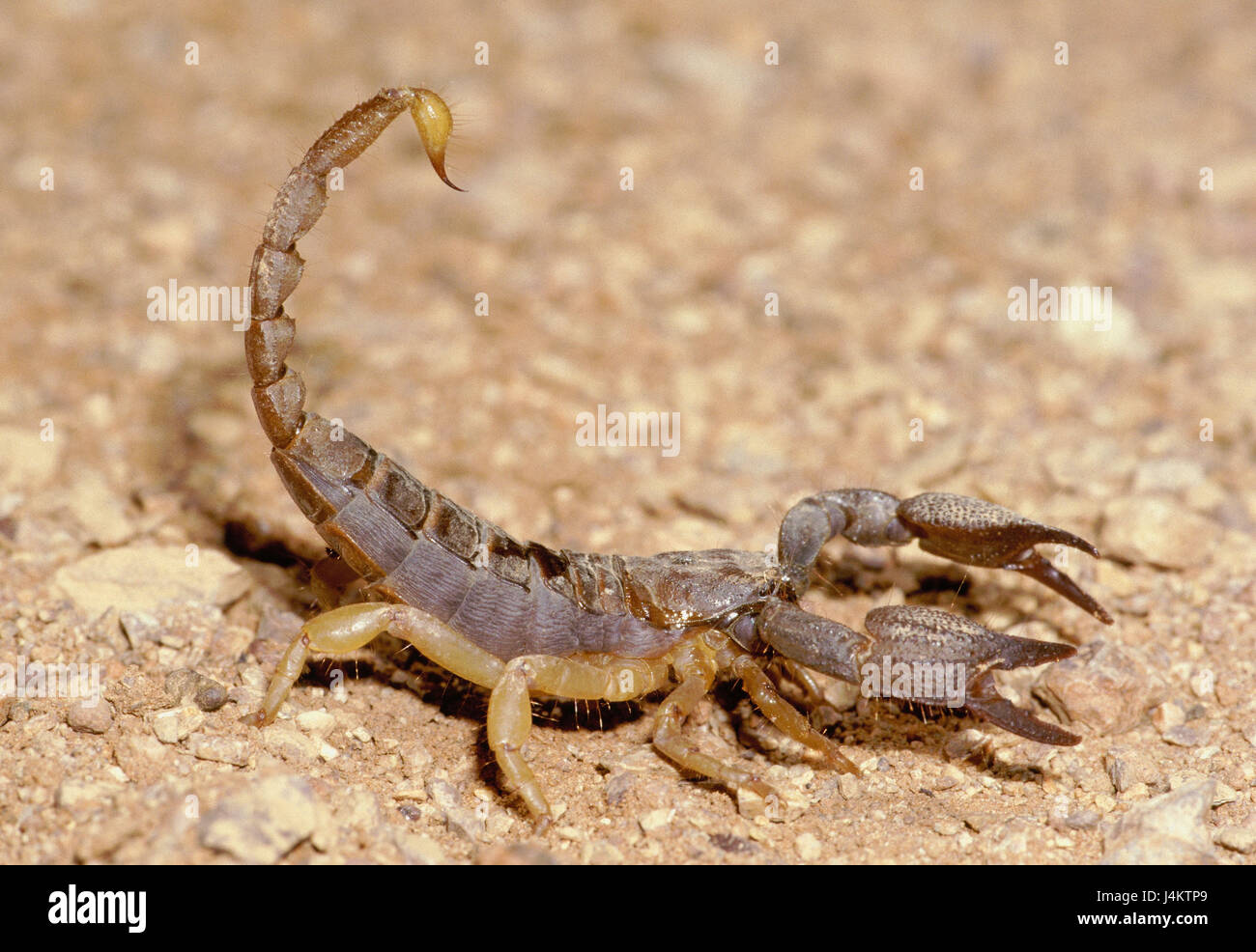 Scorpion, Opistophthalmus spec., attack position Africa, South-West Africa,  Namibia, Namograb mountains, animals, animal, arachnids, arachnid,  scorpions, Scorpiones, nocturnal, toxic, poison sting, attack, defence,  threatening gesture Stock Photo - Alamy