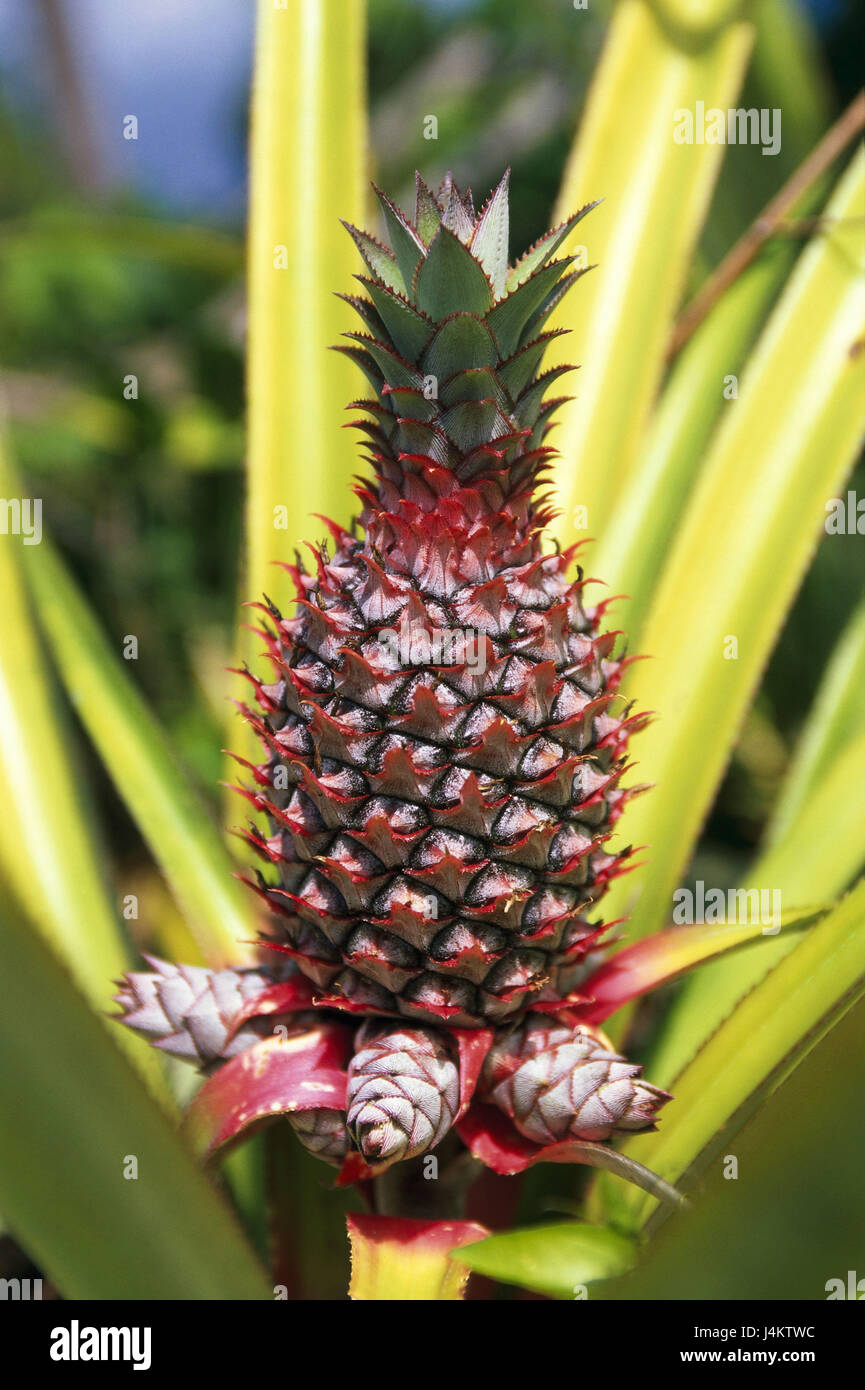 Rosette shrub, pineapple comosus Africa, the Comoro Archipelago, island