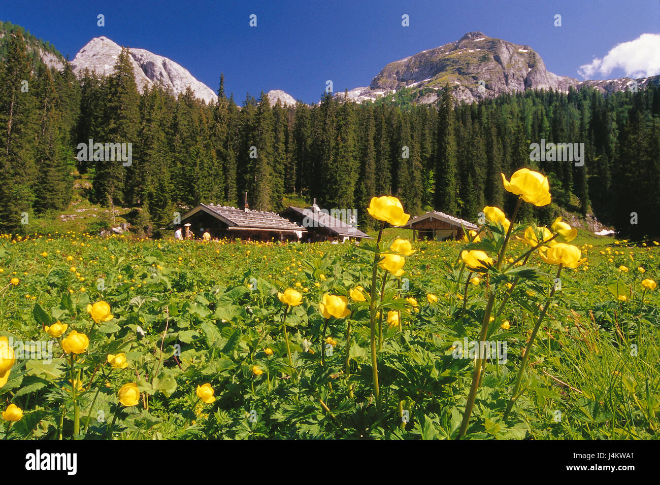 Germany national flower hi-res stock photography and images - Alamy