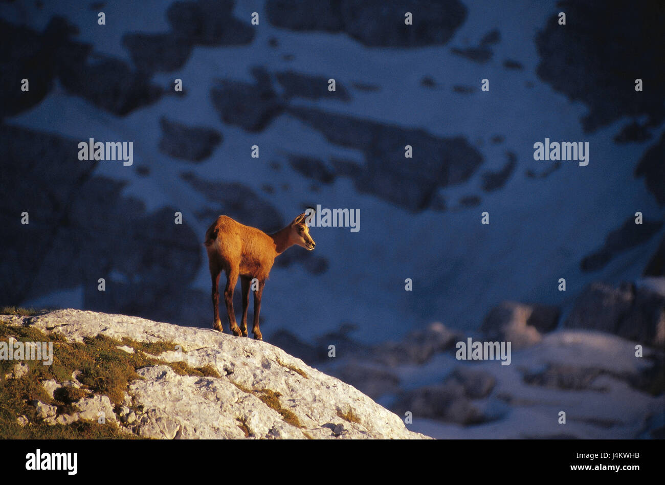 Germany, national park Berchtesgaden, rock, Gämse, Rupicapra rupicapra, watchfulness Europe, Berchtesgadener alps, mountains, animal world, wilderness, animal, wild animal, mammal, cloven-hoofed animal, horn support, attention, shy, summer Stock Photo ... Germany, national park Berchtesgaden, rock, Gämse, Rupicapra rupicapra, watchfulness Europe, Berchtesgadener alps, mountains, animal world, wilderness, animal, wild animal, mammal, cloven-hoofed animal, horn support, attention, shy, summer Stock Photo ...