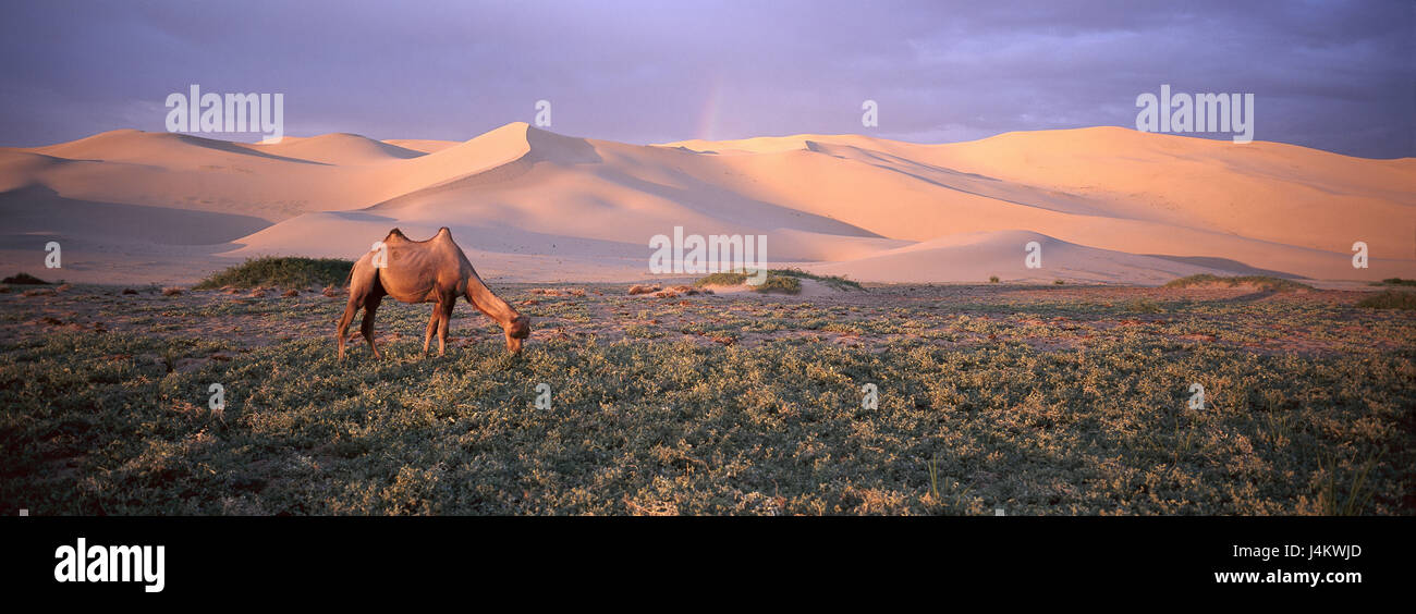 Mongolia, province of Ömnögovi, desert Khongryn dunes, meadow, camel, food search Central Asia, wild scenery, Sand dunes, Sand, steppe, meadowland, animal, Schwielensohler, cloven-hoofed animal, mammal, blockhead animal, eat, scenery, rest, silence, width, seclusion, picturesquely, Idyll Stock Photo