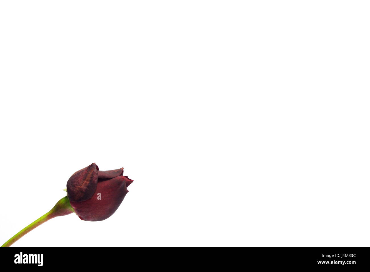 Beauty rose hi-res stock photography and images - Alamy