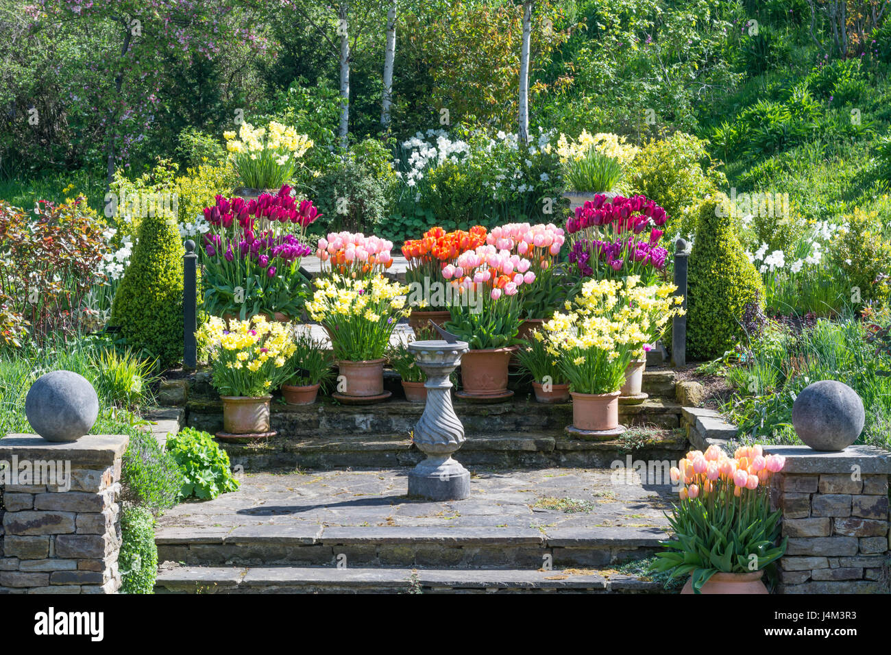 Tulips and daffodils in pots in a garden Stock Photo Alamy