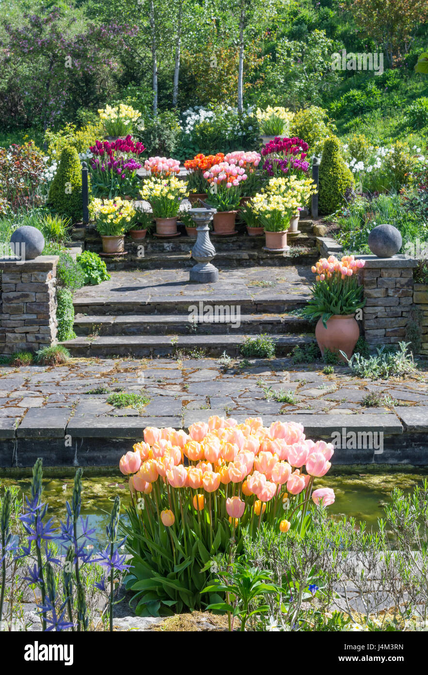 Tulips and daffodils in pots in a garden Stock Photo Alamy