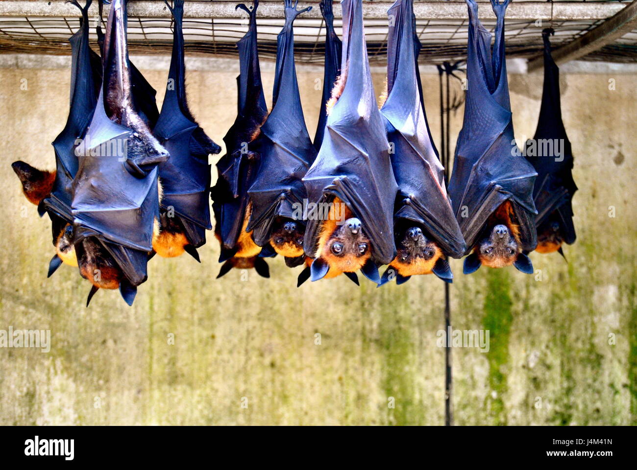 Bats, Can Tho, Vietnam Stock Photo