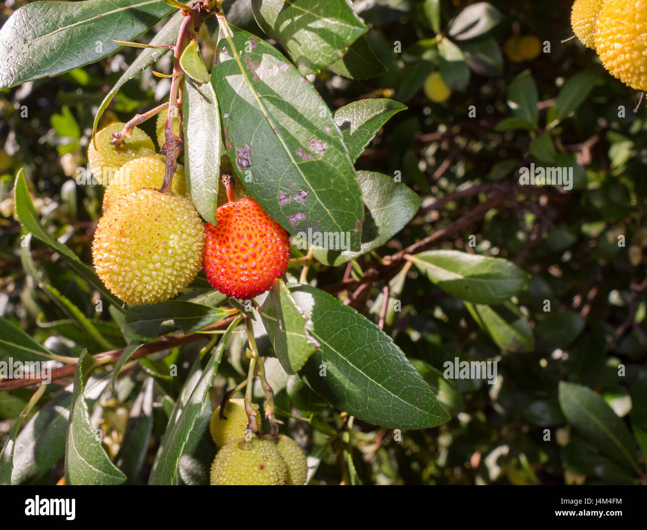 Frutos y hojas de madroño Stock Photo