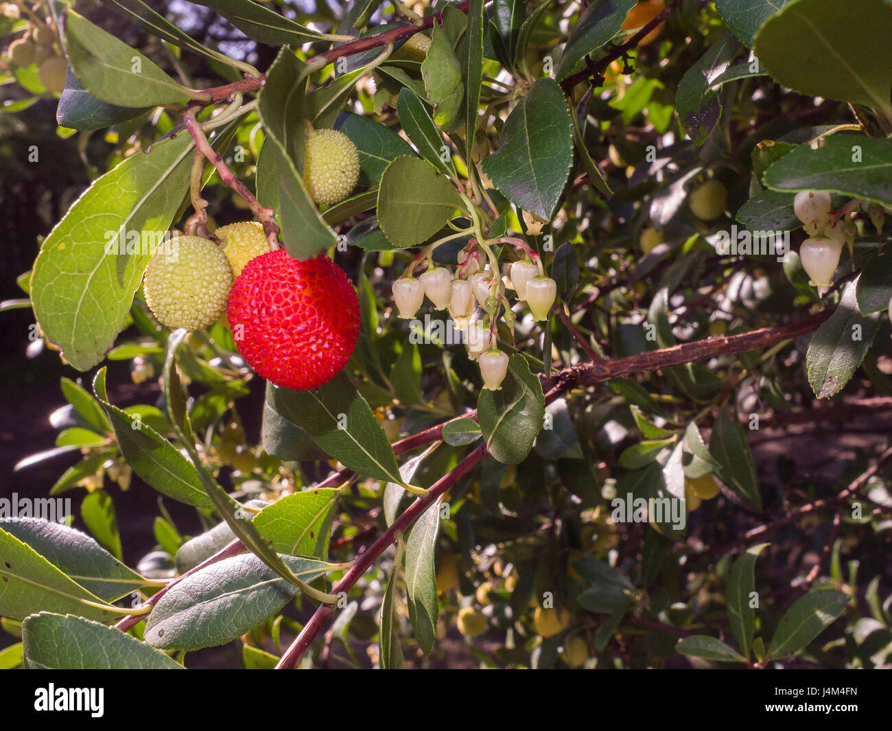 Frutos, flores y hojas de madroño Stock Photo - Alamy