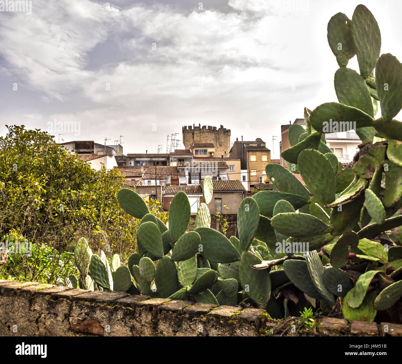 Chumbera y Castillo de Coria, Cáceres, Extremadura, España. Stock Photo