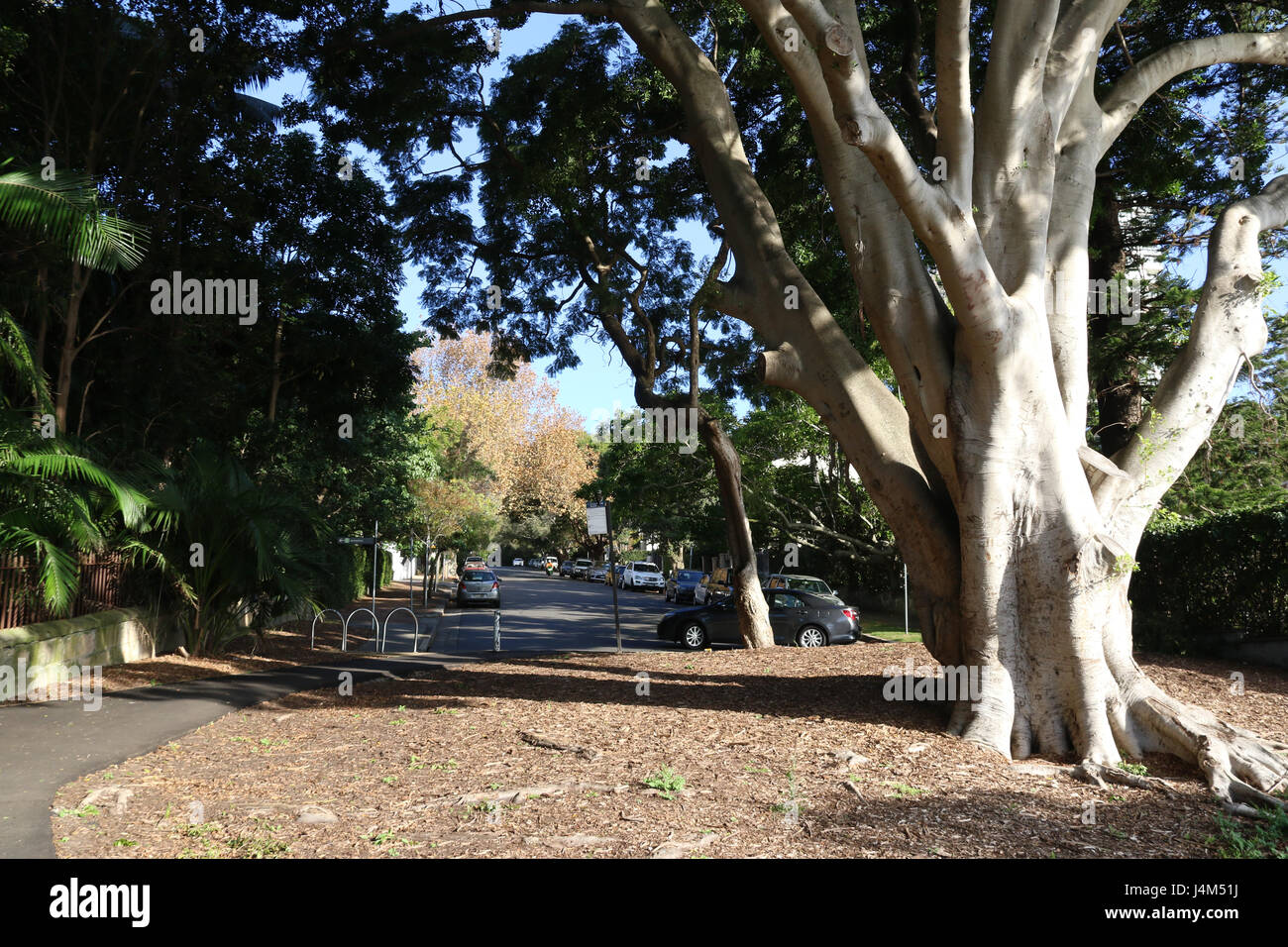 Darling Point Reserve Darling Point Reserve at the northern end of Darling Point Road ...