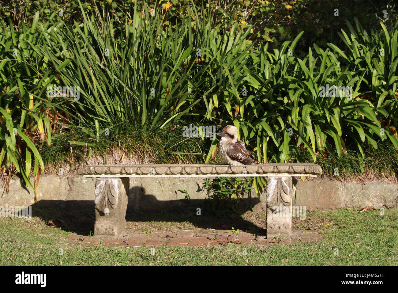 A Kookaburra sits on a bench in McKell Park, Darling Point Road, Darling Point Stock Photo Alamy