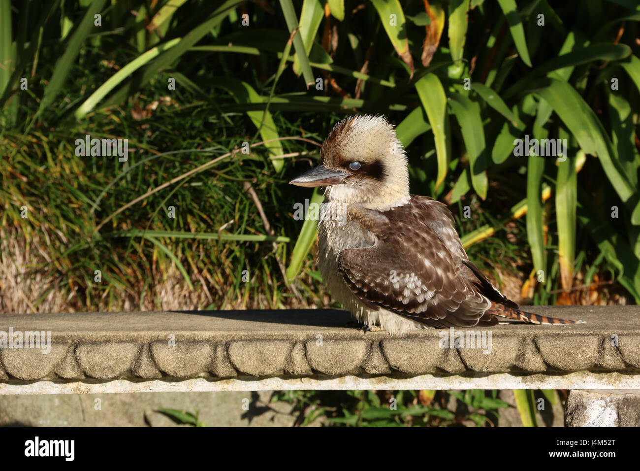 A Kookaburra blinks as it sits on a bench in McKell Park, Darling Point
