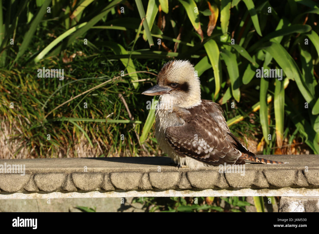 A Kookaburra sits on a bench in McKell Park, Darling Point Road, Darling Point Stock Photo Alamy