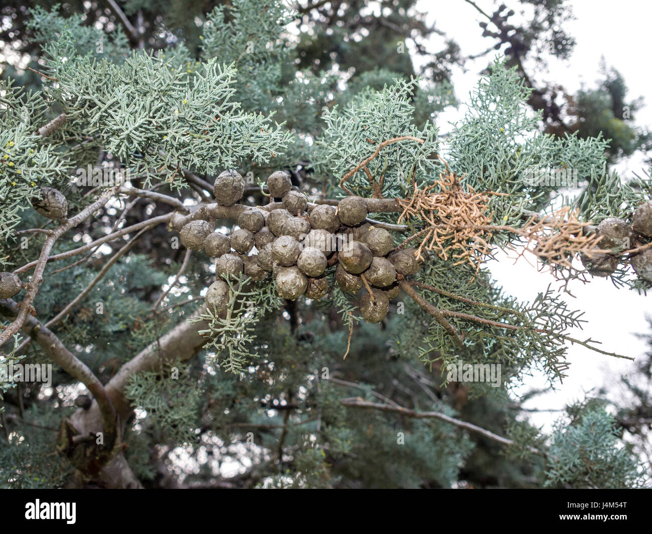 Arizónica (Cupressus arizonica) en el parque de El Retiro de Madrid, España. Stock Photo