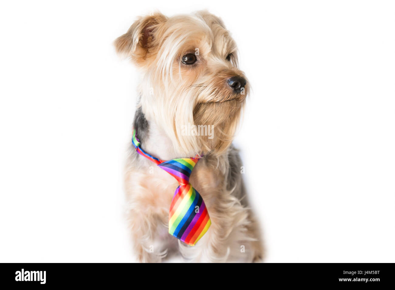 Cute dog wearing heart shape sunglasses looking to the right on a white