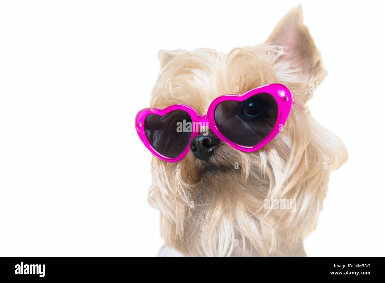 Cute dog wearing heartshape sunglasses Stock Photo