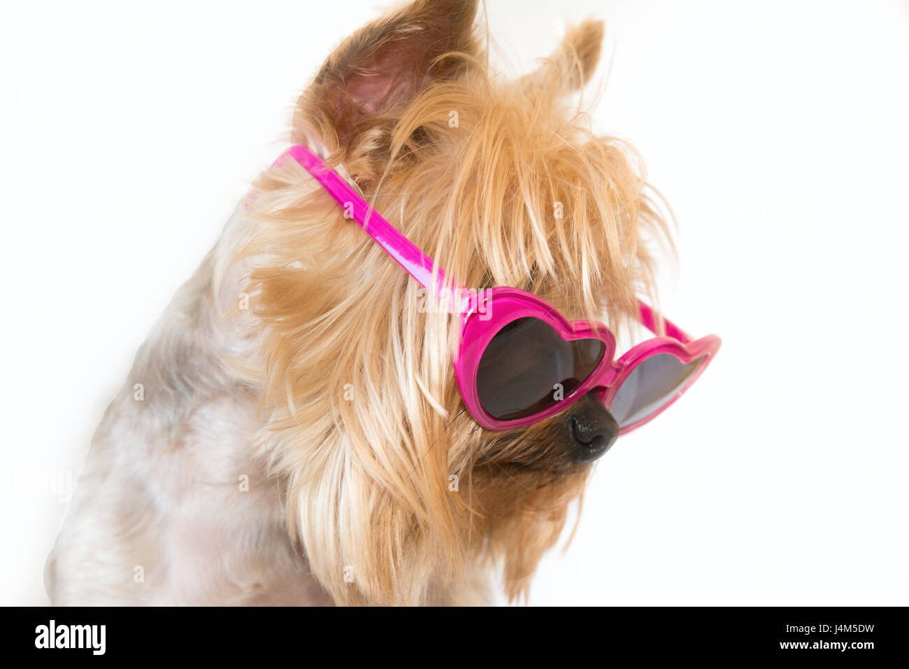 Cute dog wearing heart shape sunglasses looking to the right on a white