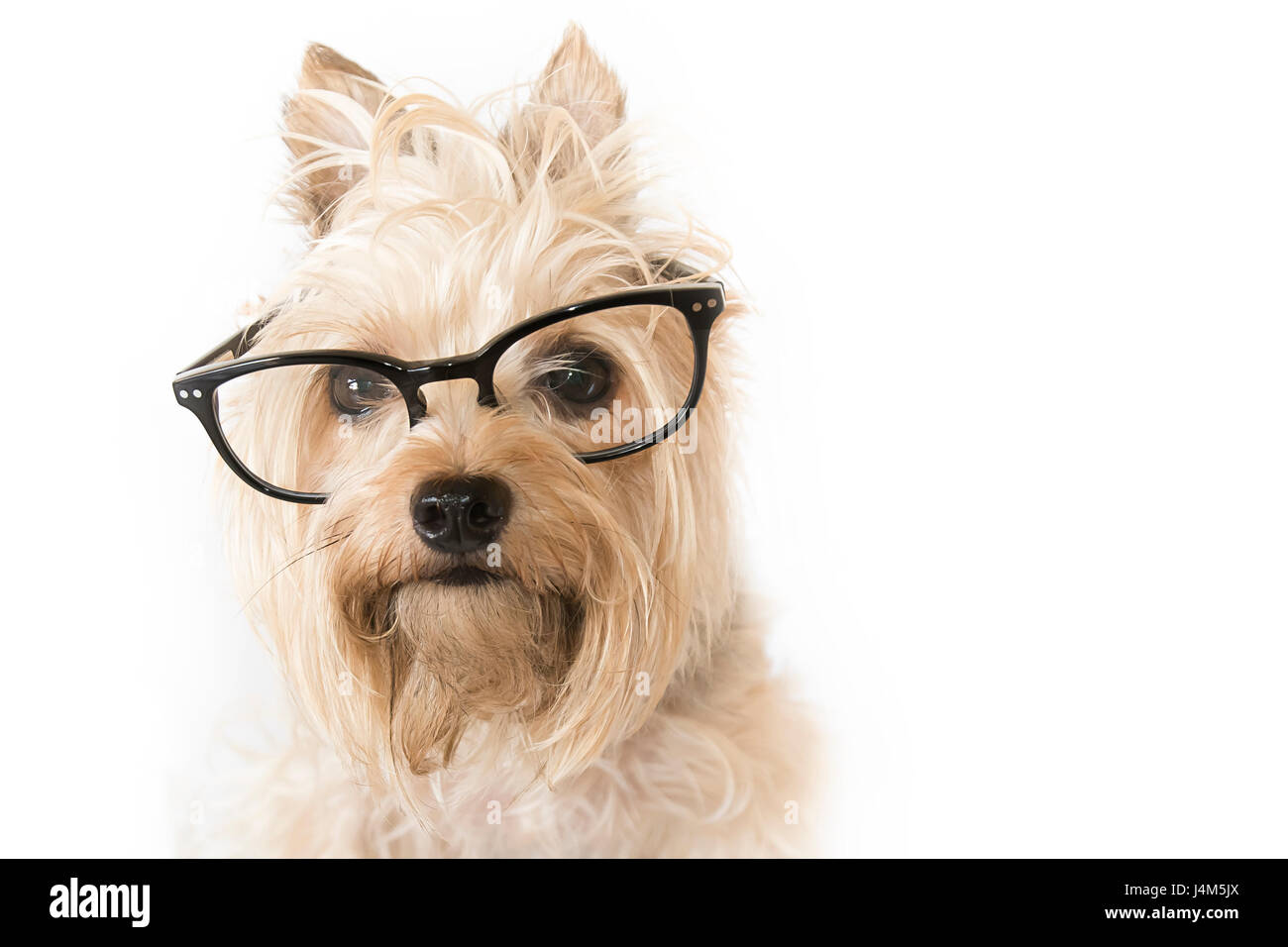 Dog with reading glasses Stock Photo Alamy