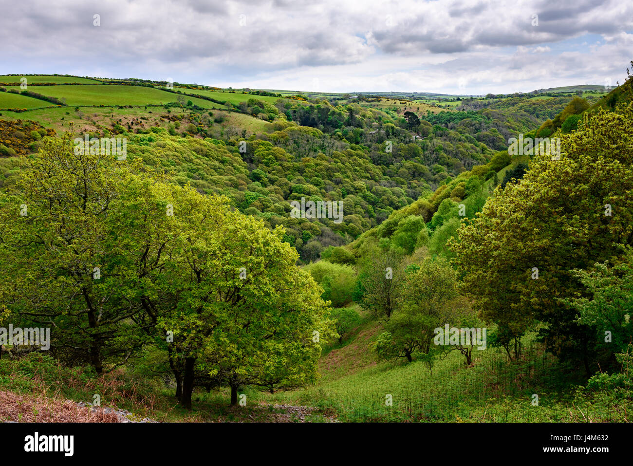 Heddon valley from Heddon's Mouth Cleave in spring, Exmoor National Park, Devon, England. Stock Photo