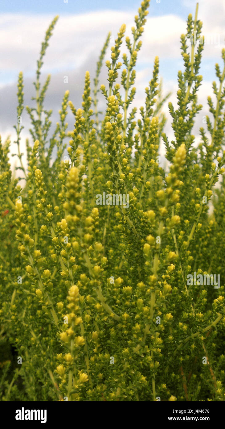 Heathers flower blossom, Medicinal Herb Stock Photo Alamy