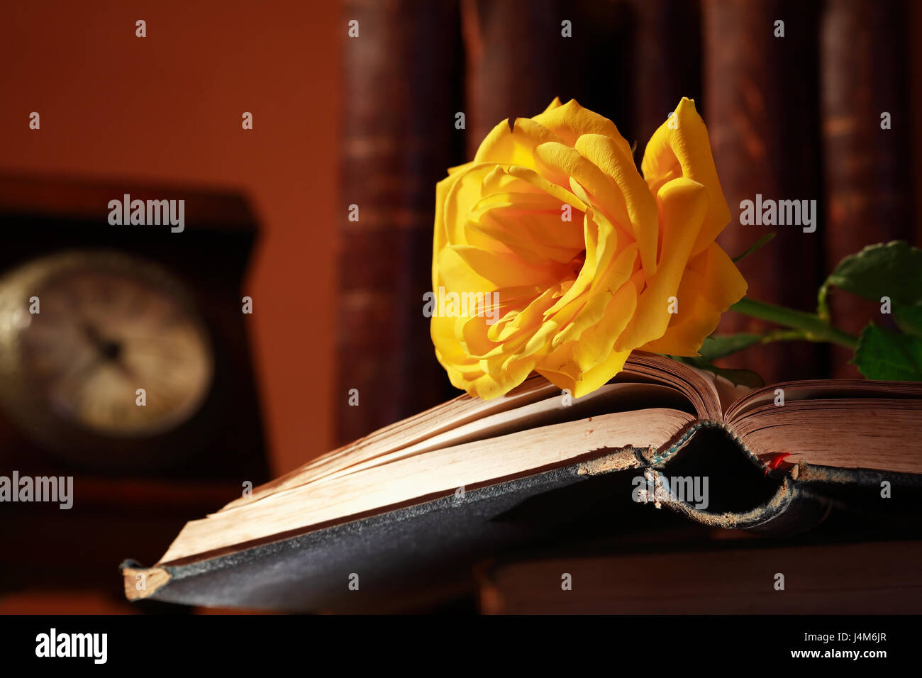 Vintage still life with beautiful yellow rose lying on old book Stock ...