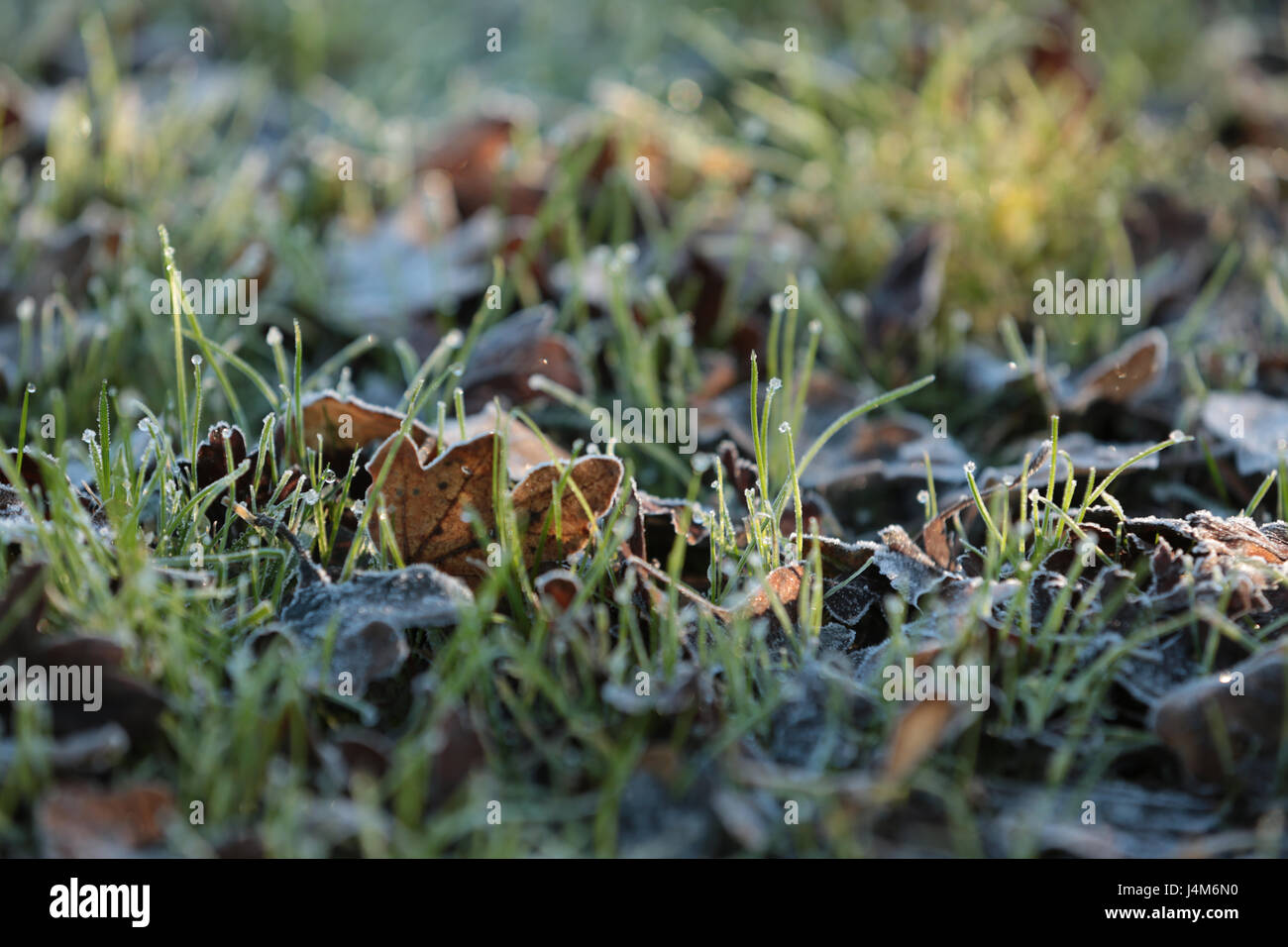 Low angle view of frosty grass Stock Photo