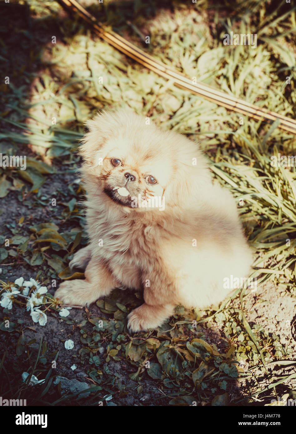 Beautiful little Pekingese puppy on green grass Stock Photo