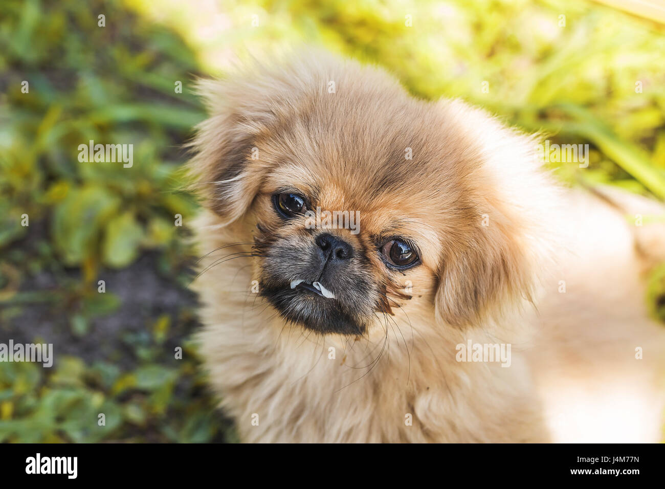 Beautiful little Pekingese puppy on green grass Stock Photo