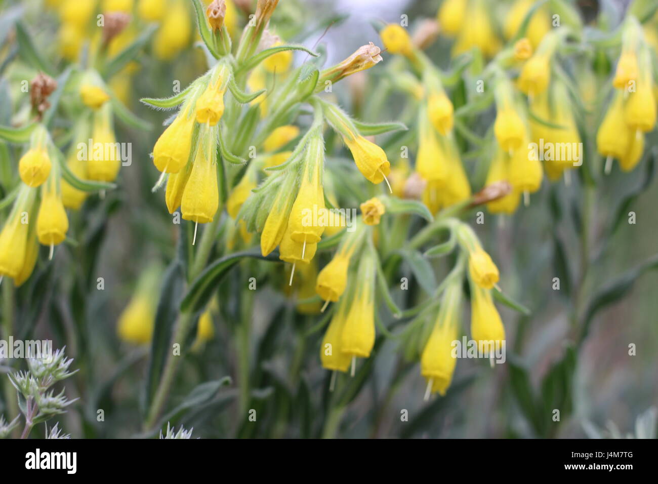 Yellow wild flowers growing in the mountains Stock Photo - Alamy