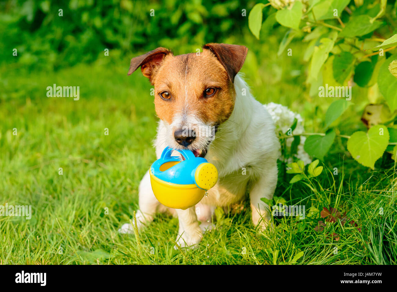 Dog working like gardener irrigating plants with watering can Stock