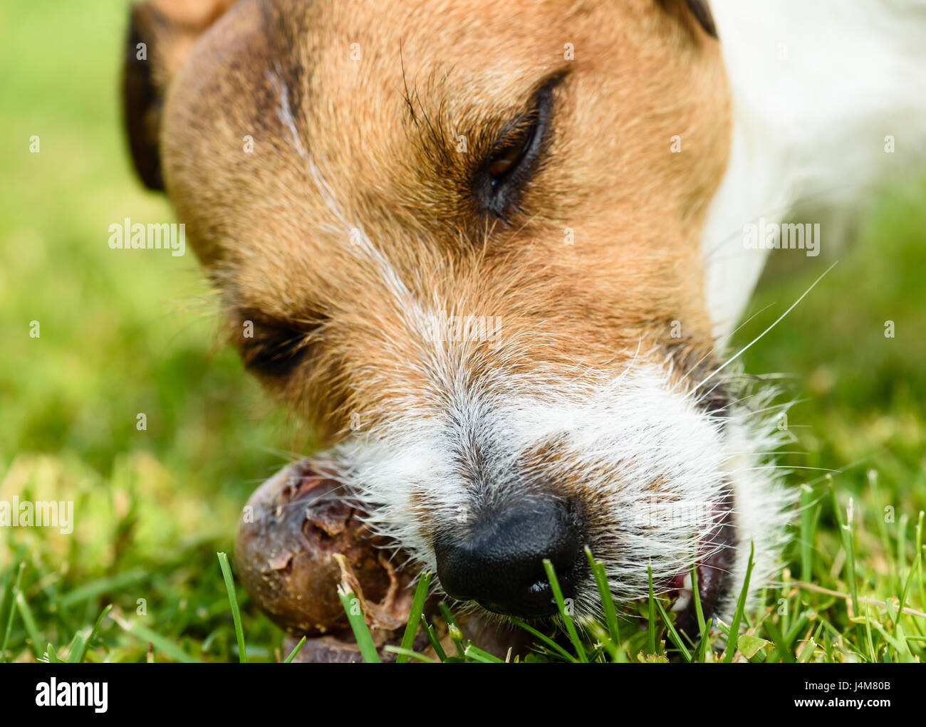 Happy pleased dog  gnawing meat bone on grass Stock Photo
