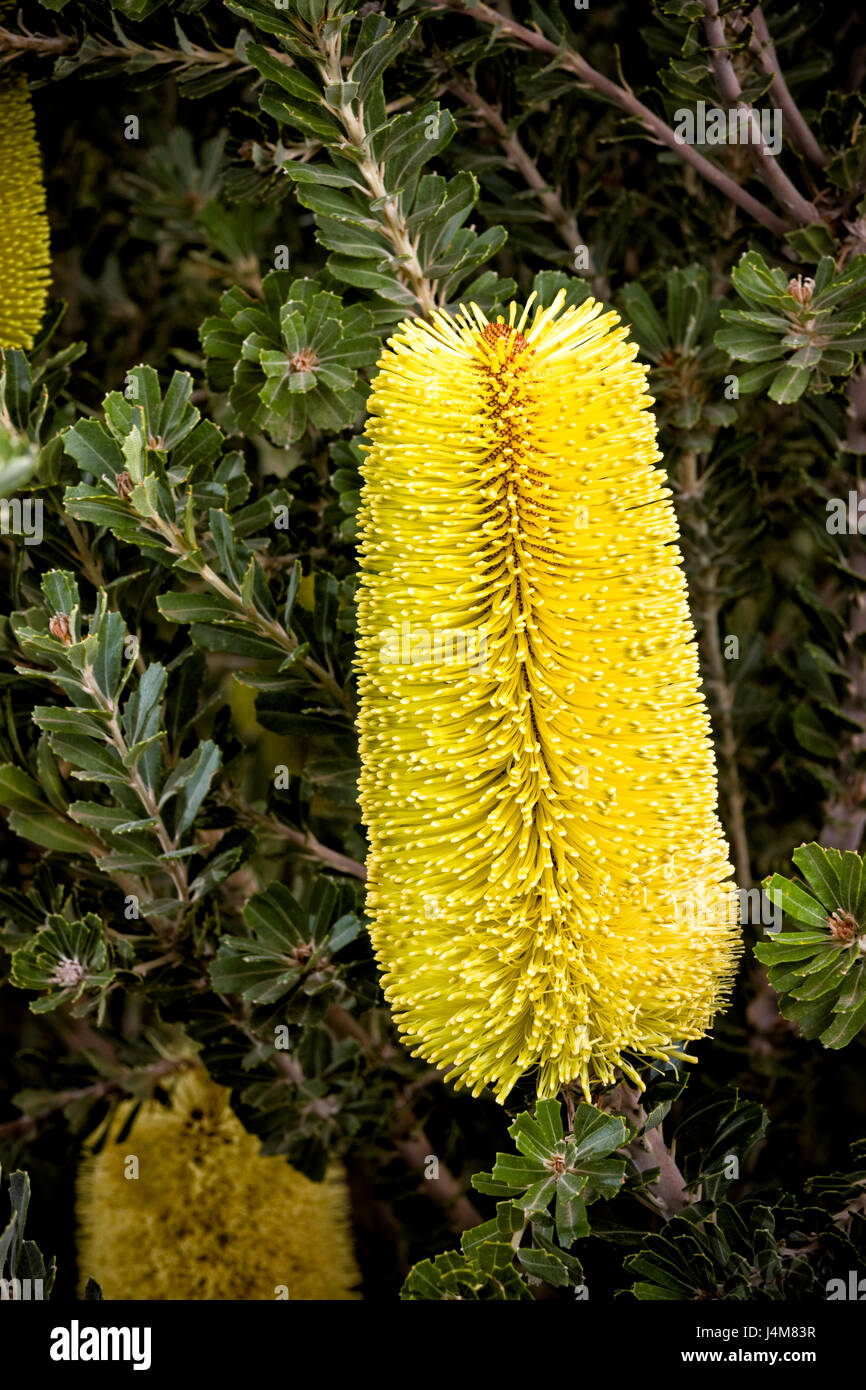 Close up of Banksia flower in garden. Stock Photo
