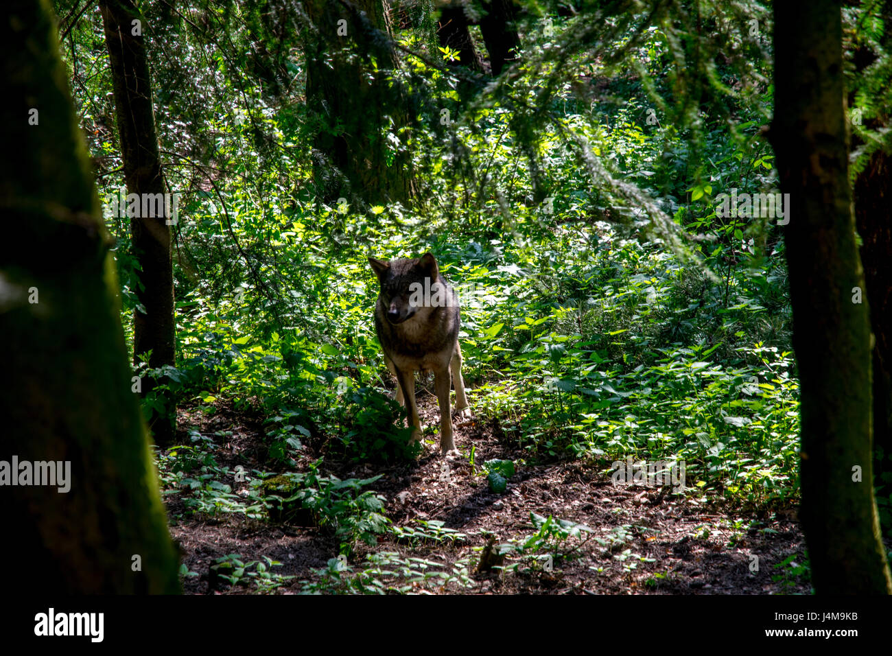 gray wolf in the woods between green trees Stock Photo - Alamy