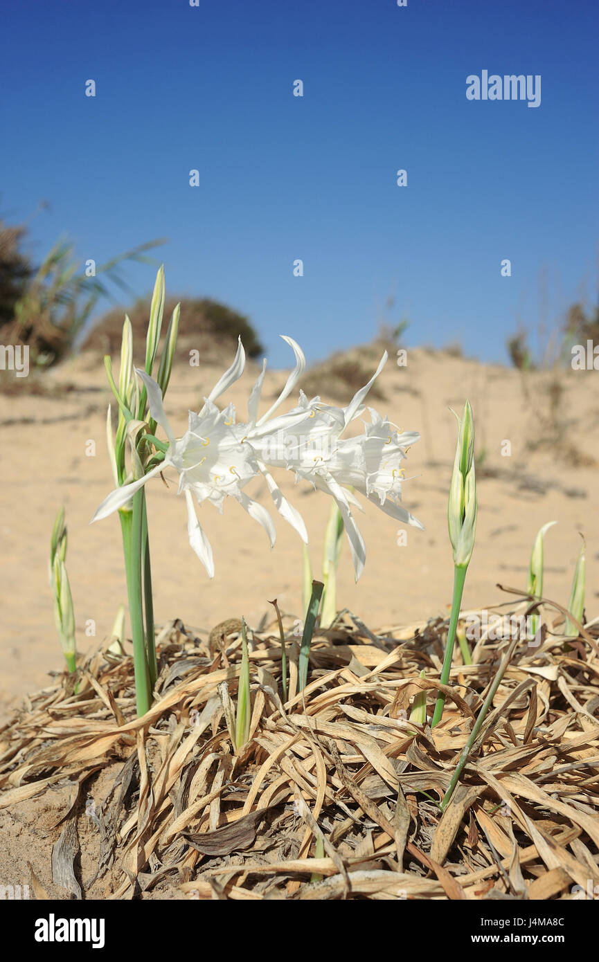 Large white flower Pancratium maritimum on the sandy shores of the Mediterranean Sea in Israel Stock Photo