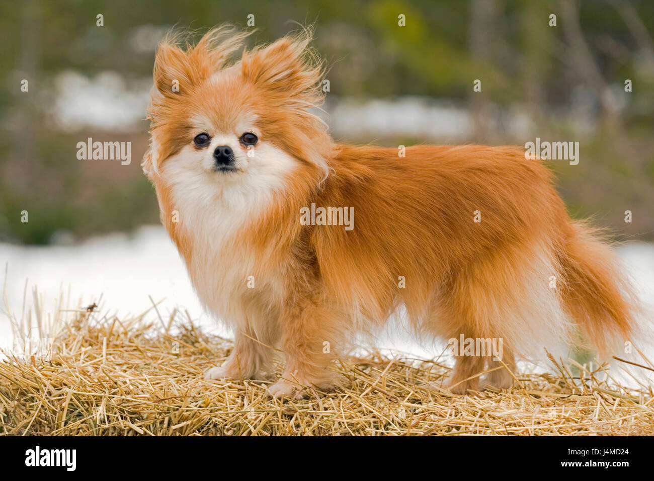 Pomeranian longhaired standing on haybale Stock Photo