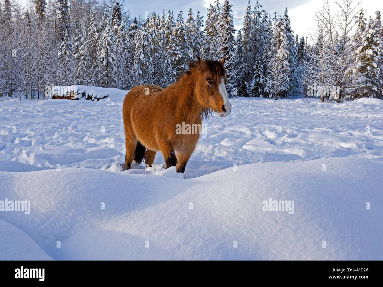 Welsh Mountain Pony standing in snow at winter pasture Stock Photo
