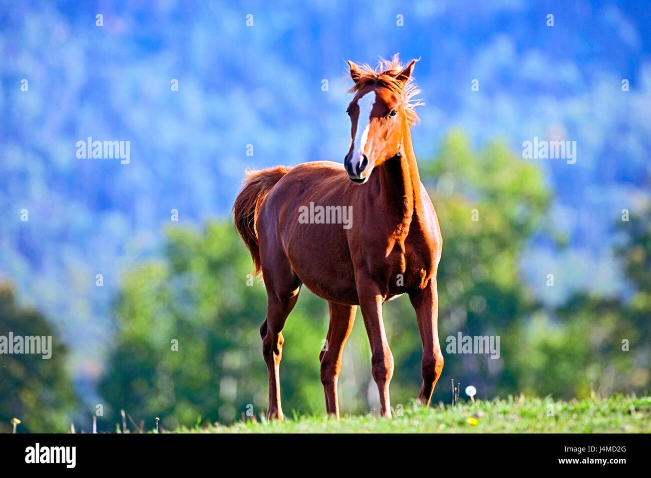 Horse Chestnut Arabian Yearling in meadow, portrait Stock Photo