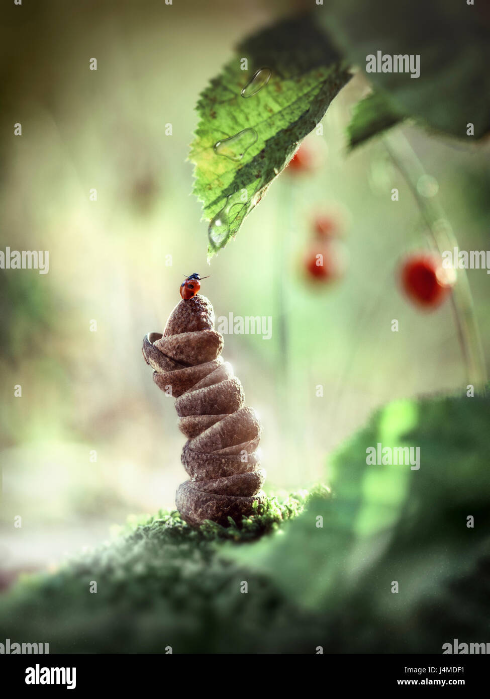 Ladybug Piles Pile cap hi-res stock photography and images - Alamy