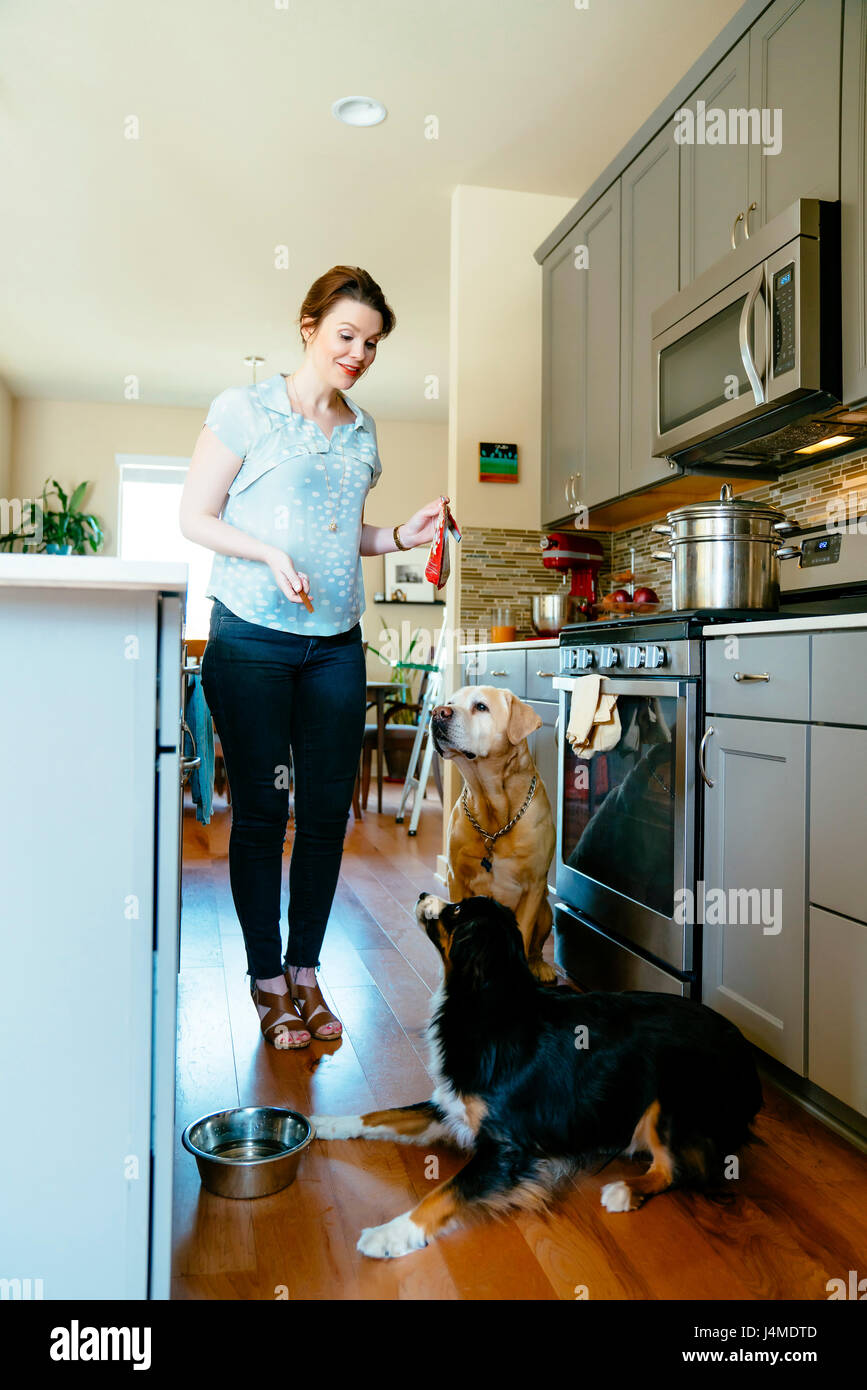 Woman training dogs in domestic kitchen Stock Photo