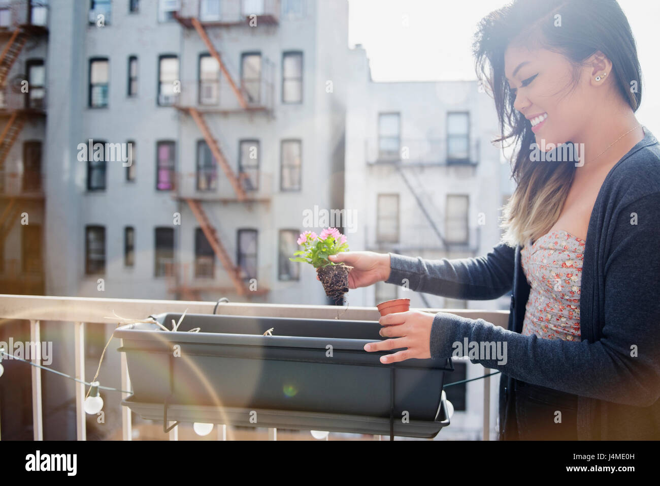 Mixed Race woman planting flowers in rooftop planter Stock Photo